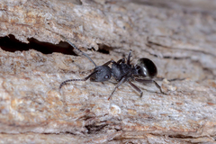 Polyrhachis phryne