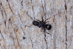 Polyrhachis phryne