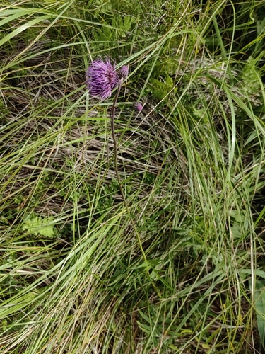 Cirsium pectinellum iNat (1)