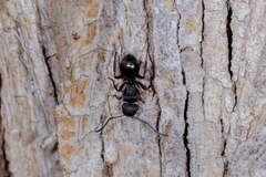 Polyrhachis phryne