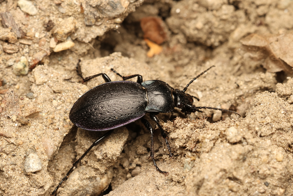 Carabus montivagus