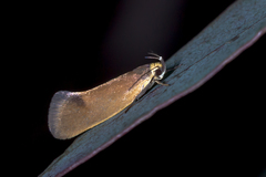 Delexocha ochrocausta