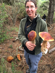 Boletus edulis grandedulis