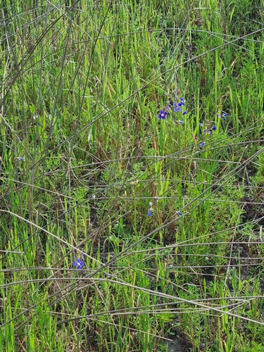 Heliophila coronopifolia, photograph 5