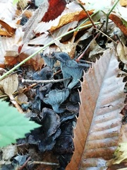 Craterellus cinereus