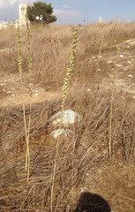 Drimia aphylla