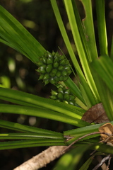 Pandanus leptopodus