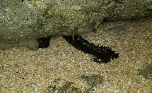 Holothuria fuscorubra, 2025-08-07