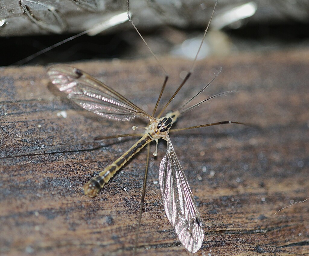 Nephrotoma aculeata