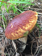 Boletus edulis grandedulis