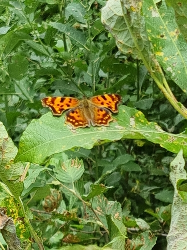 European Comma