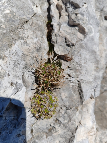 Draba aspera