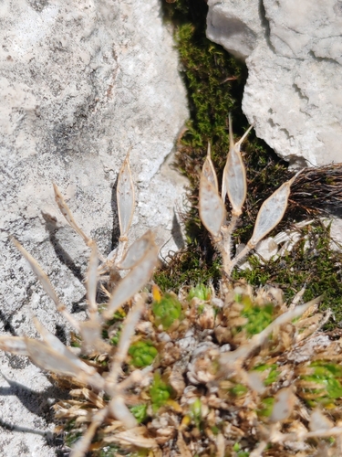 Draba aspera, photograph 1