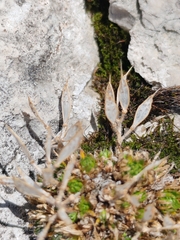 Draba aspera, photograph (c) Ljaž, some rights reserved (CC BY)