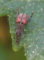 Scotopsinus bituberculatipennis