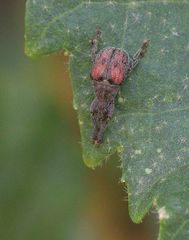 Scotopsinus bituberculatipennis