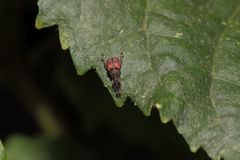 Scotopsinus bituberculatipennis