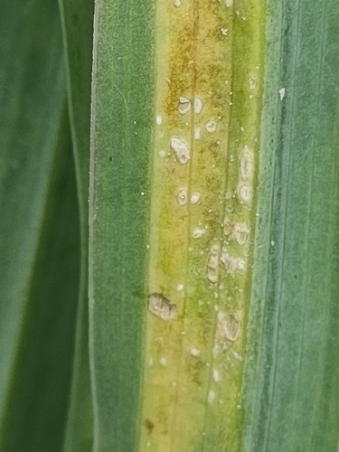 Pustula tragopogonis, 2025-08-08