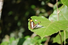 Adelpha iphicleola iphicleola