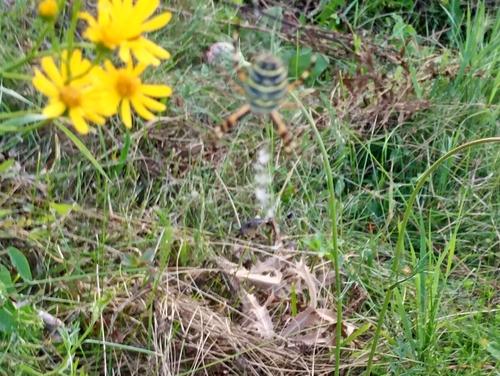 Wasp Spider