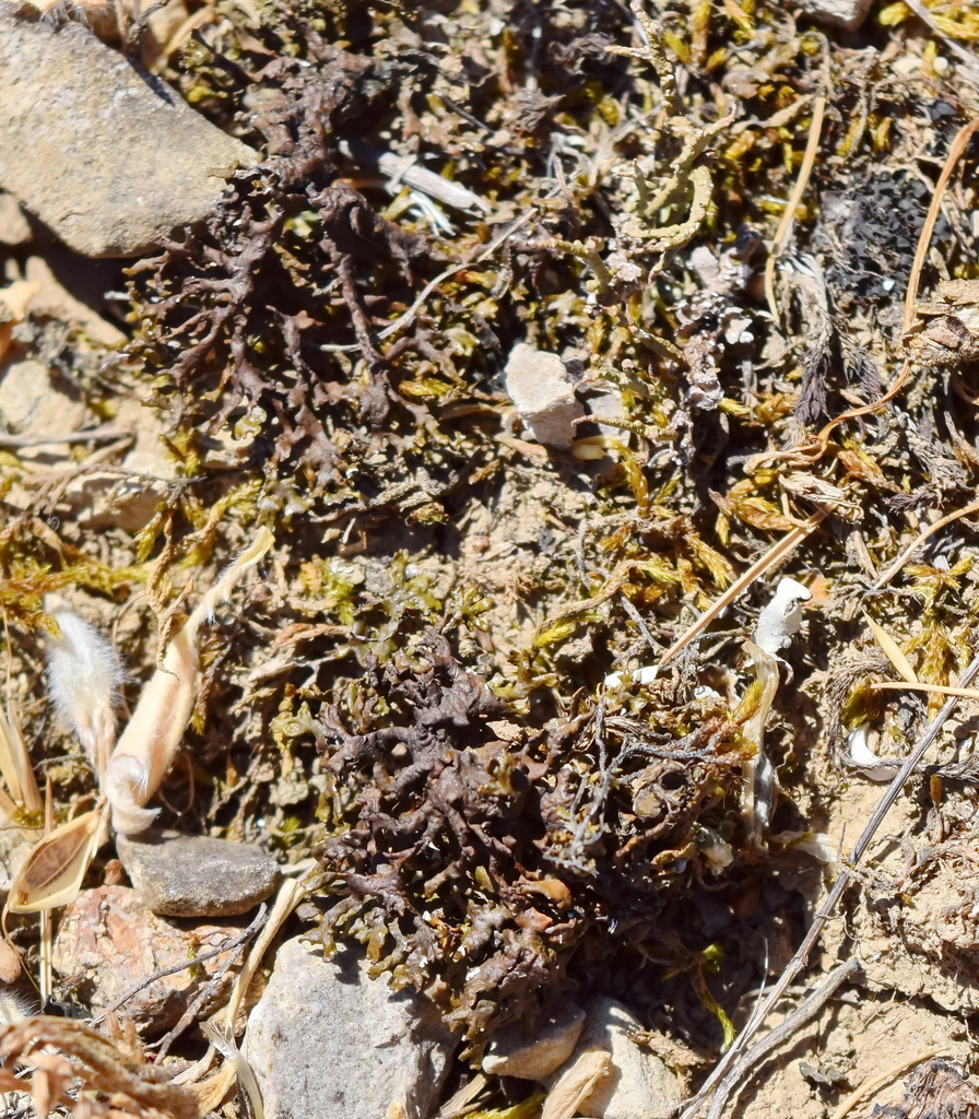 Xanthoparmelia ryssolea