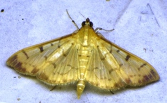 Pleuroptya punctimarginalis