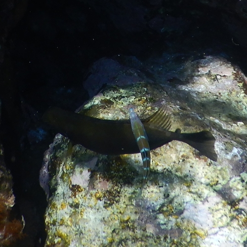 Siganus luridus