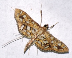 Nausinoe geometralis