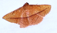 Striglina scitaria