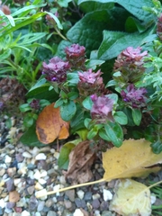 Prunella vulgaris