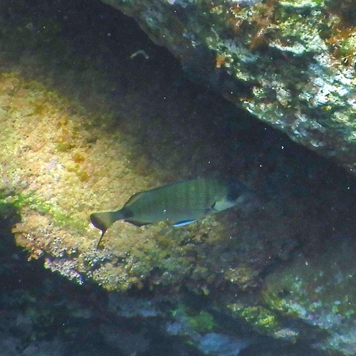 Diplodus sargus