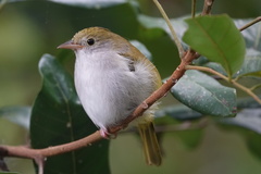 Erpornis zantholeuca