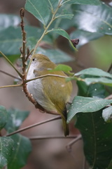 Erpornis zantholeuca