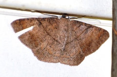 Petelia medardaria