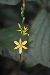 Echeandia breedlovei