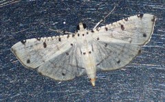 Pycnarmon cribrata