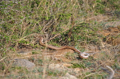 Coelognathus helena