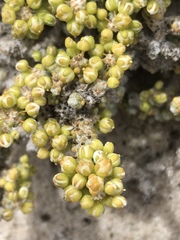 Pharnaceum microphyllum microphyllum