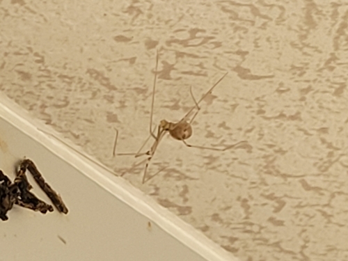 Long-bodied Cellar Spider, 7963 PX Ruinen, Nederland, photo 5 of 10