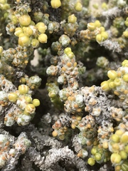 Pharnaceum microphyllum microphyllum