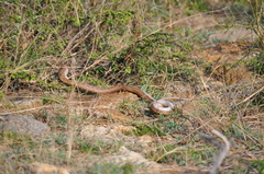 Coelognathus helena