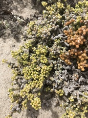 Pharnaceum microphyllum microphyllum