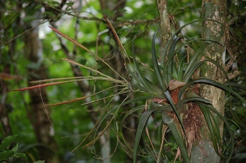 Tillandsia flabellata