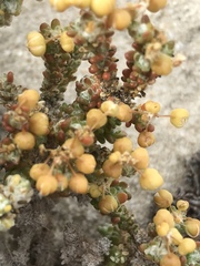 Pharnaceum microphyllum microphyllum