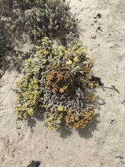 Pharnaceum microphyllum microphyllum