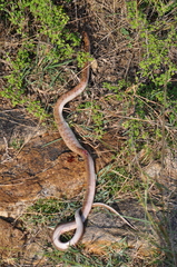 Coelognathus helena
