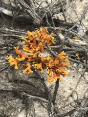 Dufourea flammea