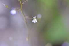 Lobelia longicaulis
