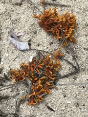 Dufourea flammea