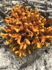 Dufourea flammea